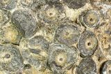 Rough Fossil Coral (Actinocyathus) Head - Morocco #105717-1